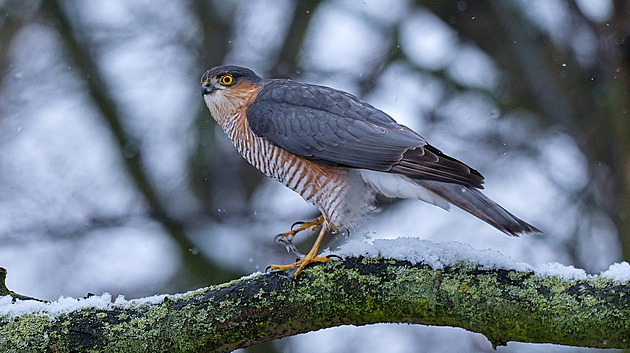 Změna klimatu láká v zimě na Vysočinu i špačky. Co ukáže letošní Ptačí hodinka?