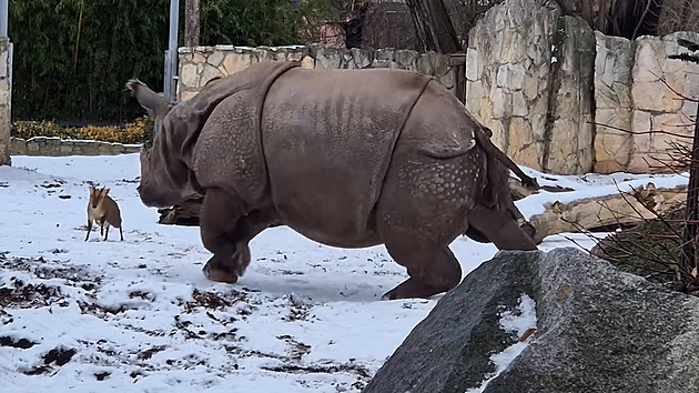 VIDEO: Plzeňský nosorožec hitem internetu. V Polsku dováděl s nerovným soupeřem